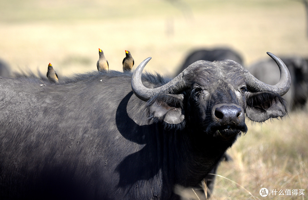 非洲野牛（Buffalo）是非洲“五霸”之一，族群里的领袖由最强壮的母牛担任