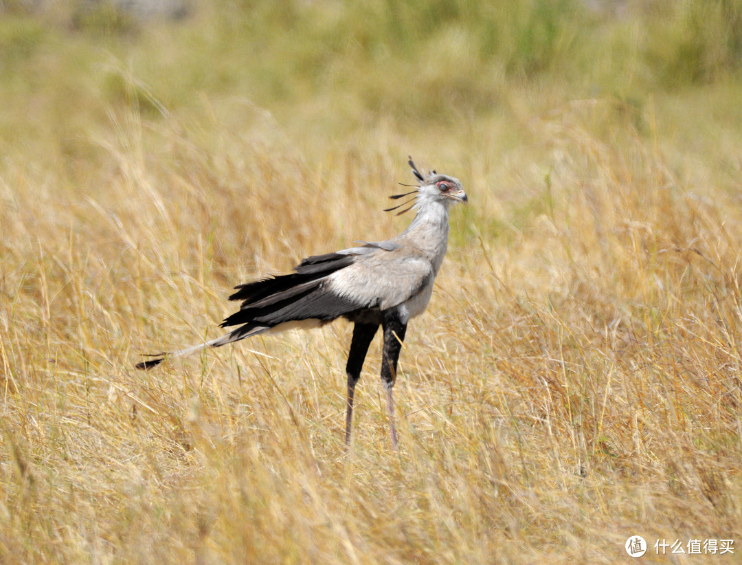 秘书鸟（Secretary Bird）又称蛇鹫，喜食毒蛇，因头上的黑色冠羽貌似带着羽笔的文书而得名