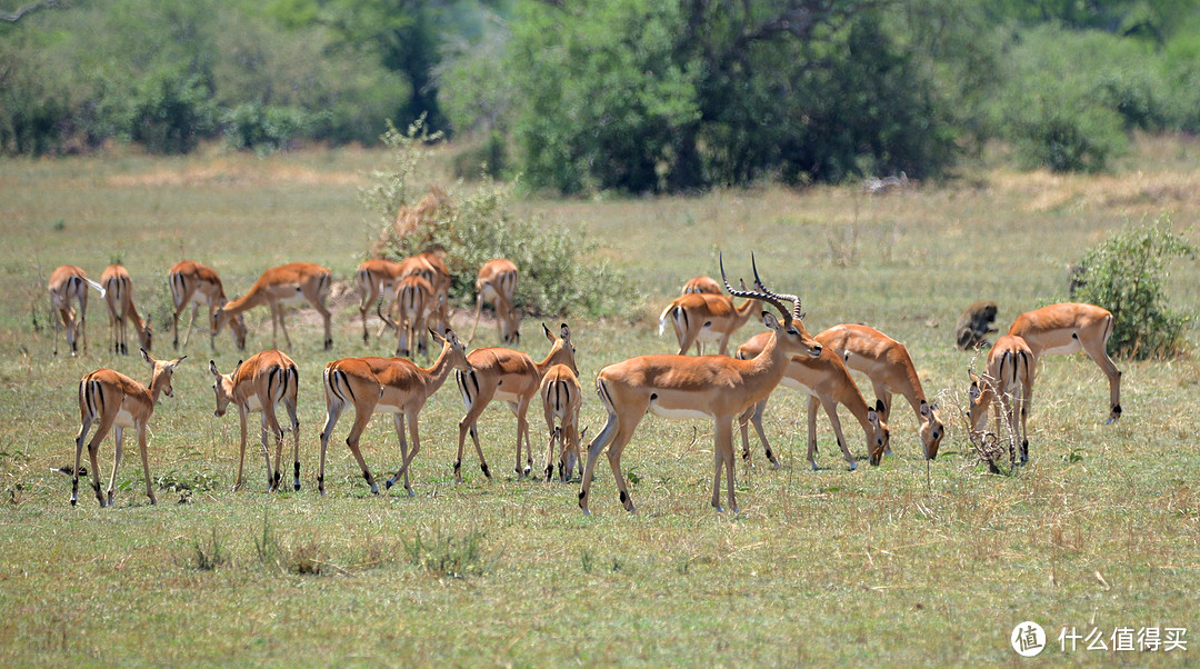 高角羚（Black-faced Impala）又称黑斑羚，最明显的标志是臀部有M型黑斑，所以也有叫它“麦当劳”的，腿部和蹄处也有黑斑