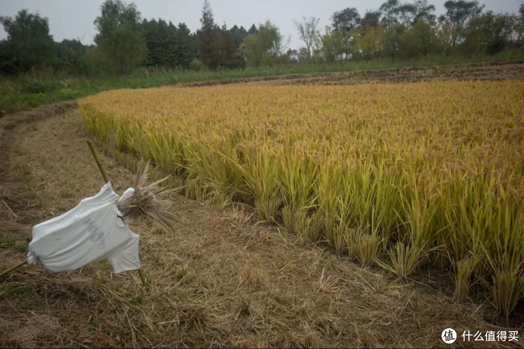 抓住蟹季的小尾巴，现在去阳澄湖吃大闸蟹性价比老高了