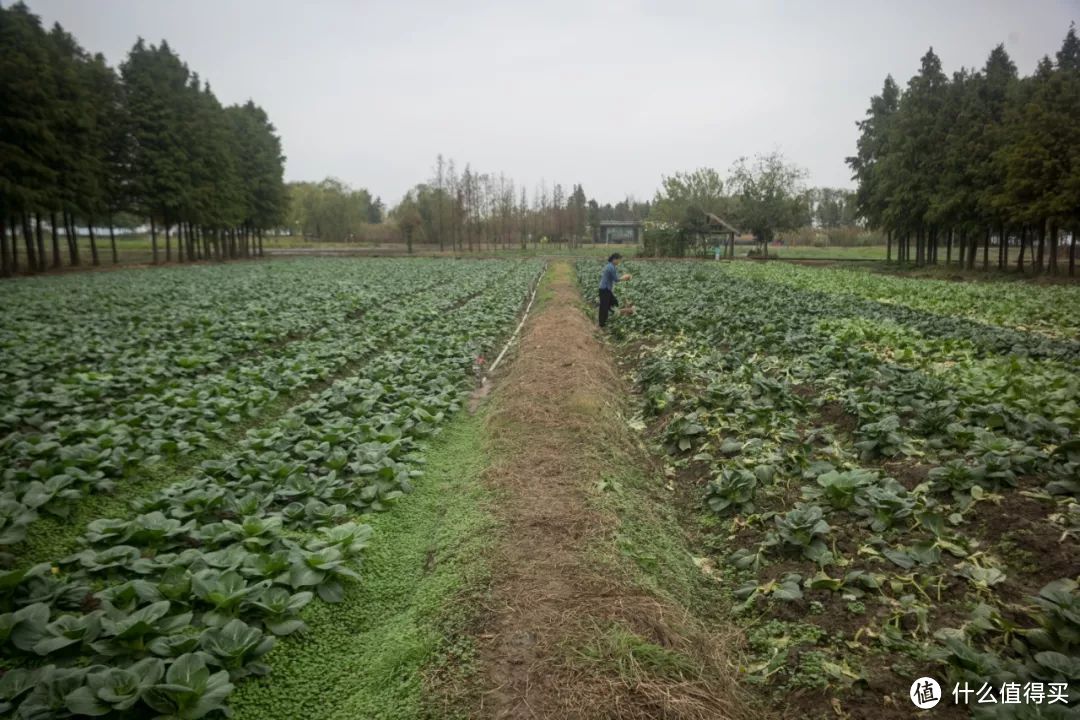 抓住蟹季的小尾巴，现在去阳澄湖吃大闸蟹性价比老高了