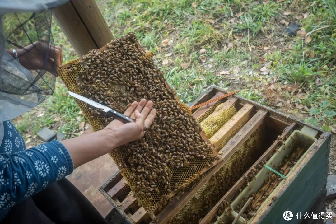 抓住蟹季的小尾巴，现在去阳澄湖吃大闸蟹性价比老高了