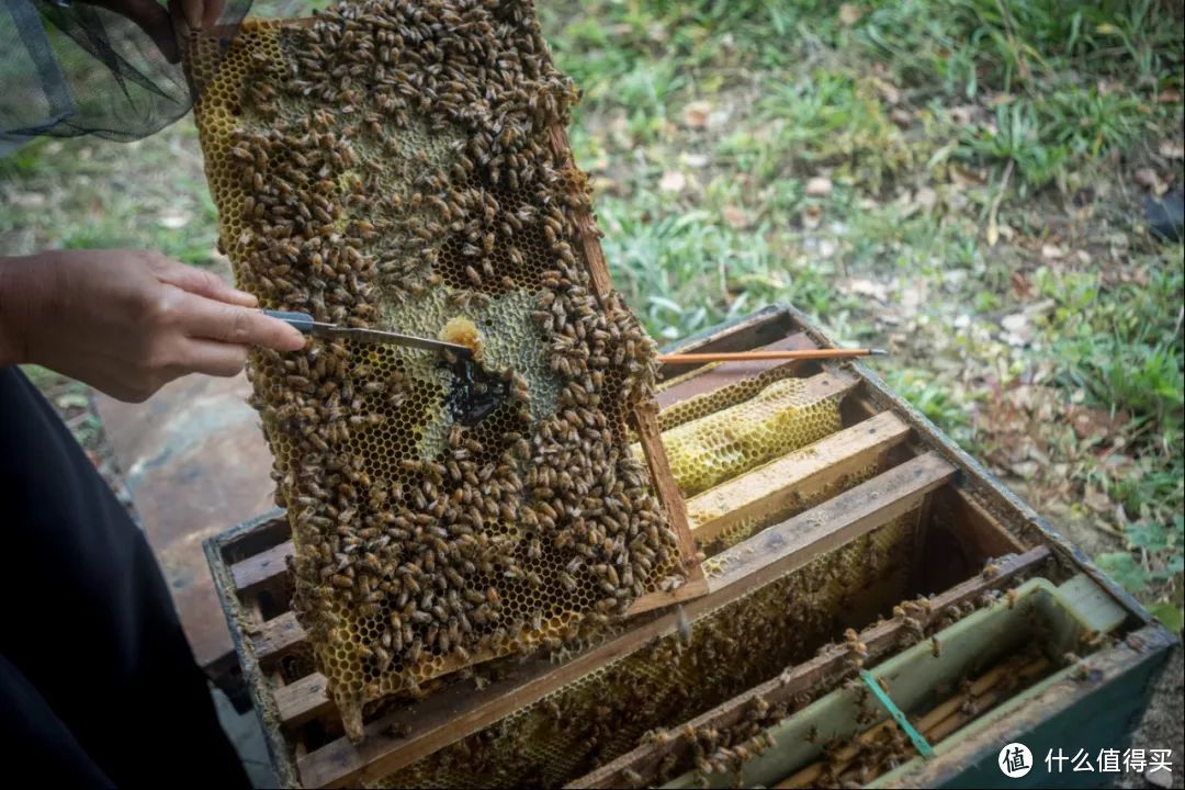 抓住蟹季的小尾巴，现在去阳澄湖吃大闸蟹性价比老高了