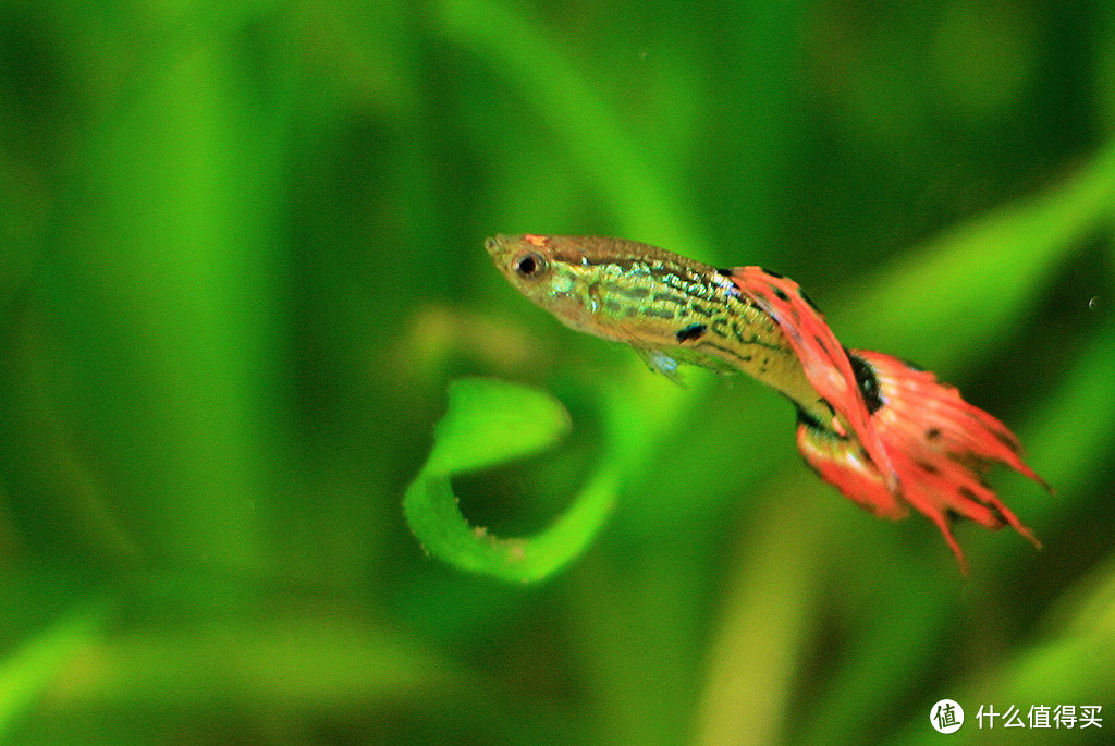 雄性孔雀鱼。图片：tartaruga33 / Flickr