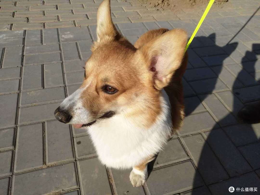 双十一晒单第三辑:晒狗和狗子用品