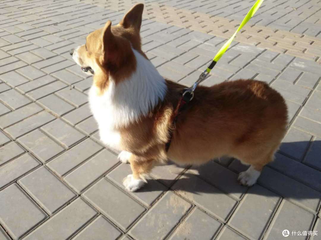 双十一晒单第三辑:晒狗和狗子用品