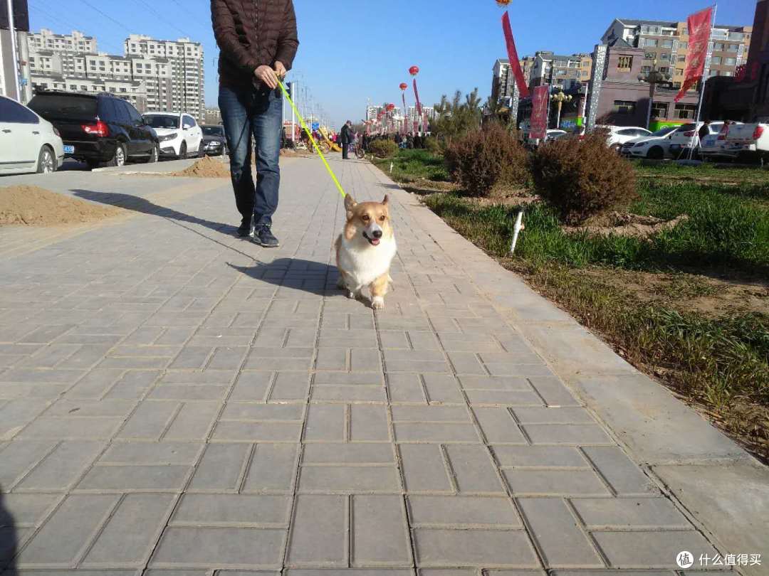 双十一晒单第三辑:晒狗和狗子用品