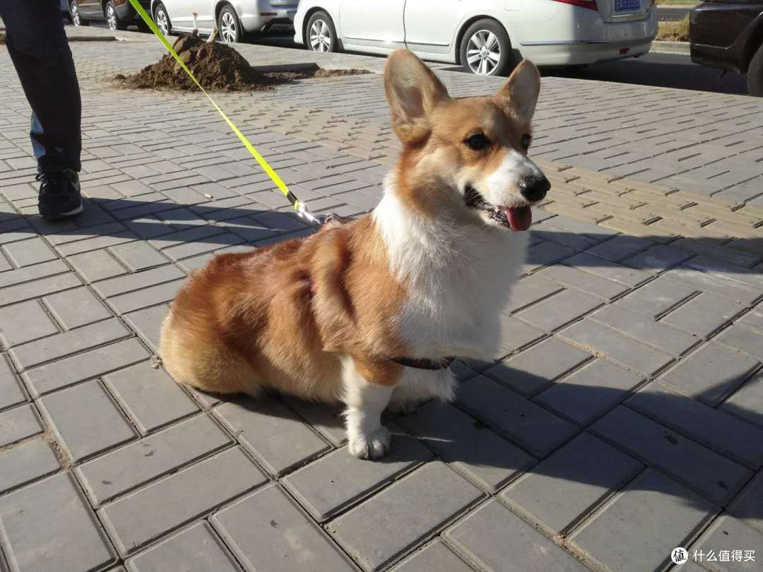 双十一晒单第三辑:晒狗和狗子用品