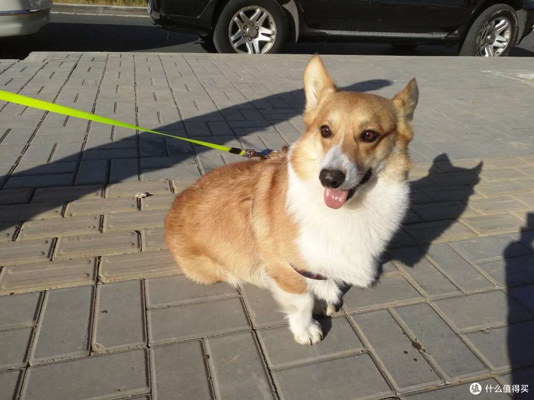 双十一晒单第三辑:晒狗和狗子用品