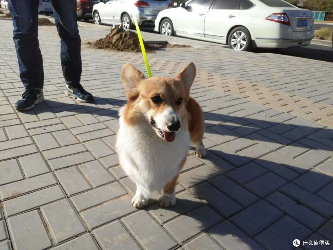 双十一晒单第三辑:晒狗和狗子用品