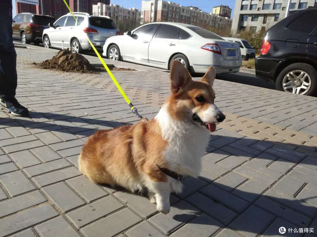 双十一晒单第三辑:晒狗和狗子用品