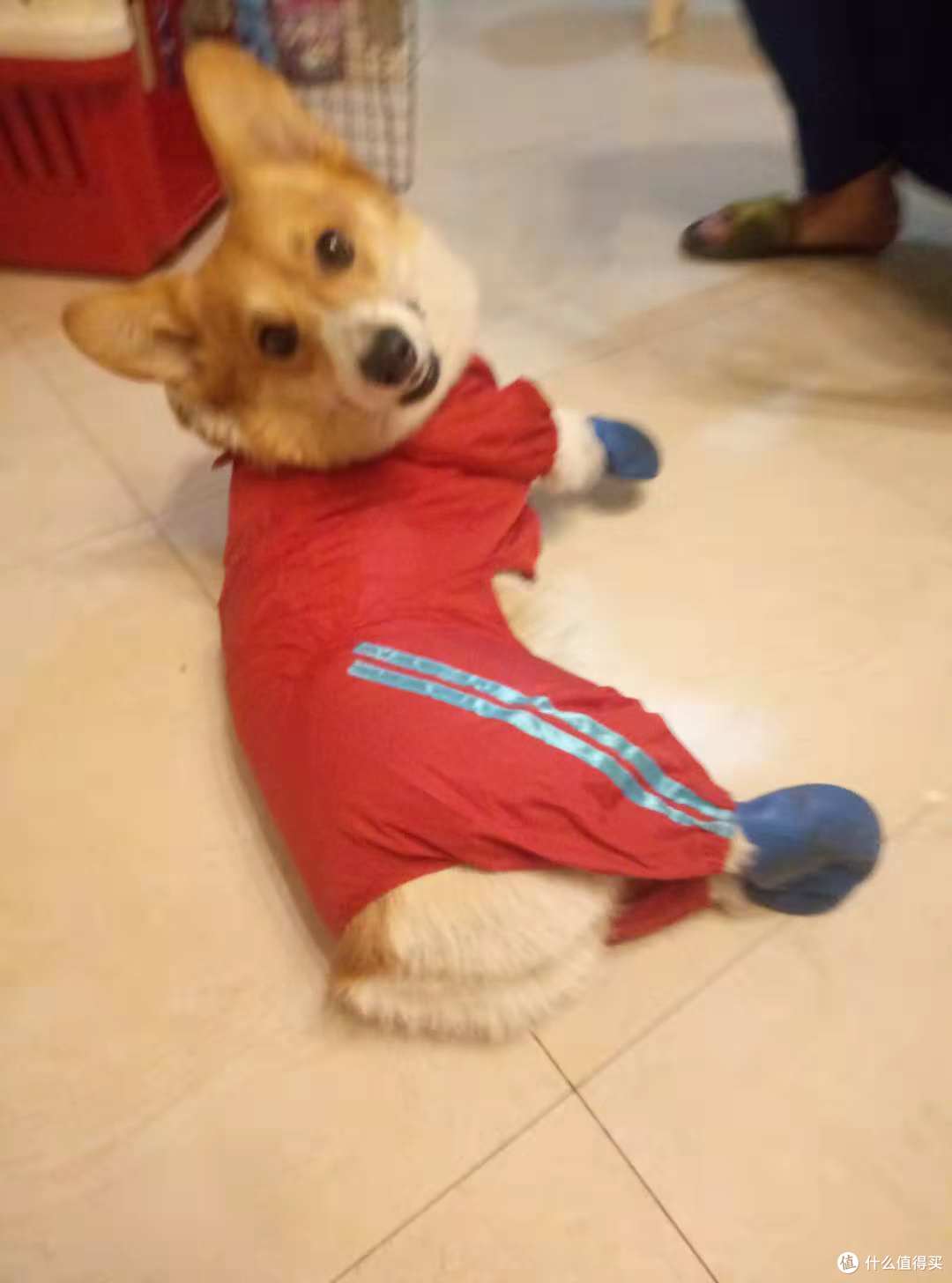 双十一晒单第三辑:晒狗和狗子用品