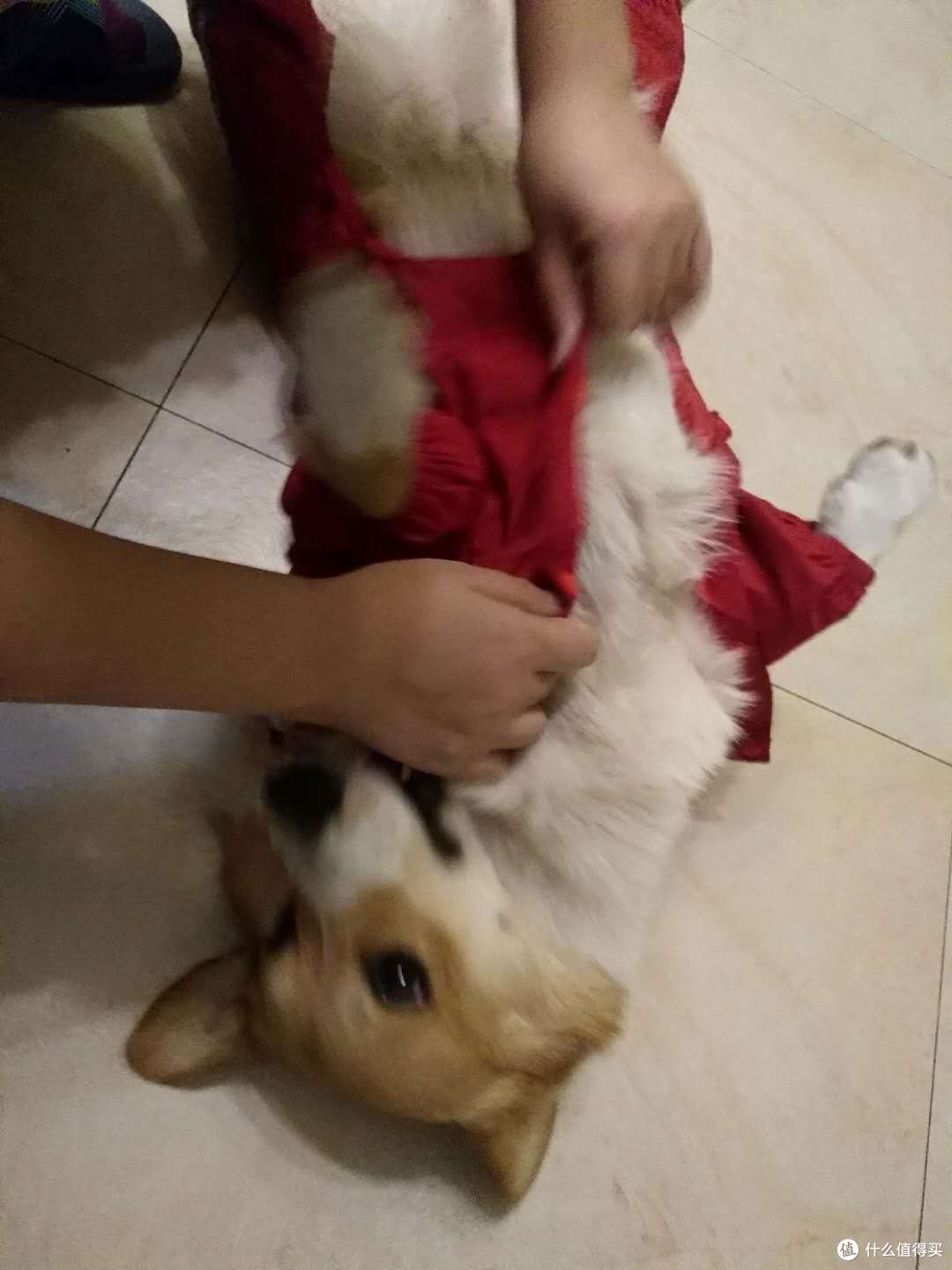 双十一晒单第三辑:晒狗和狗子用品