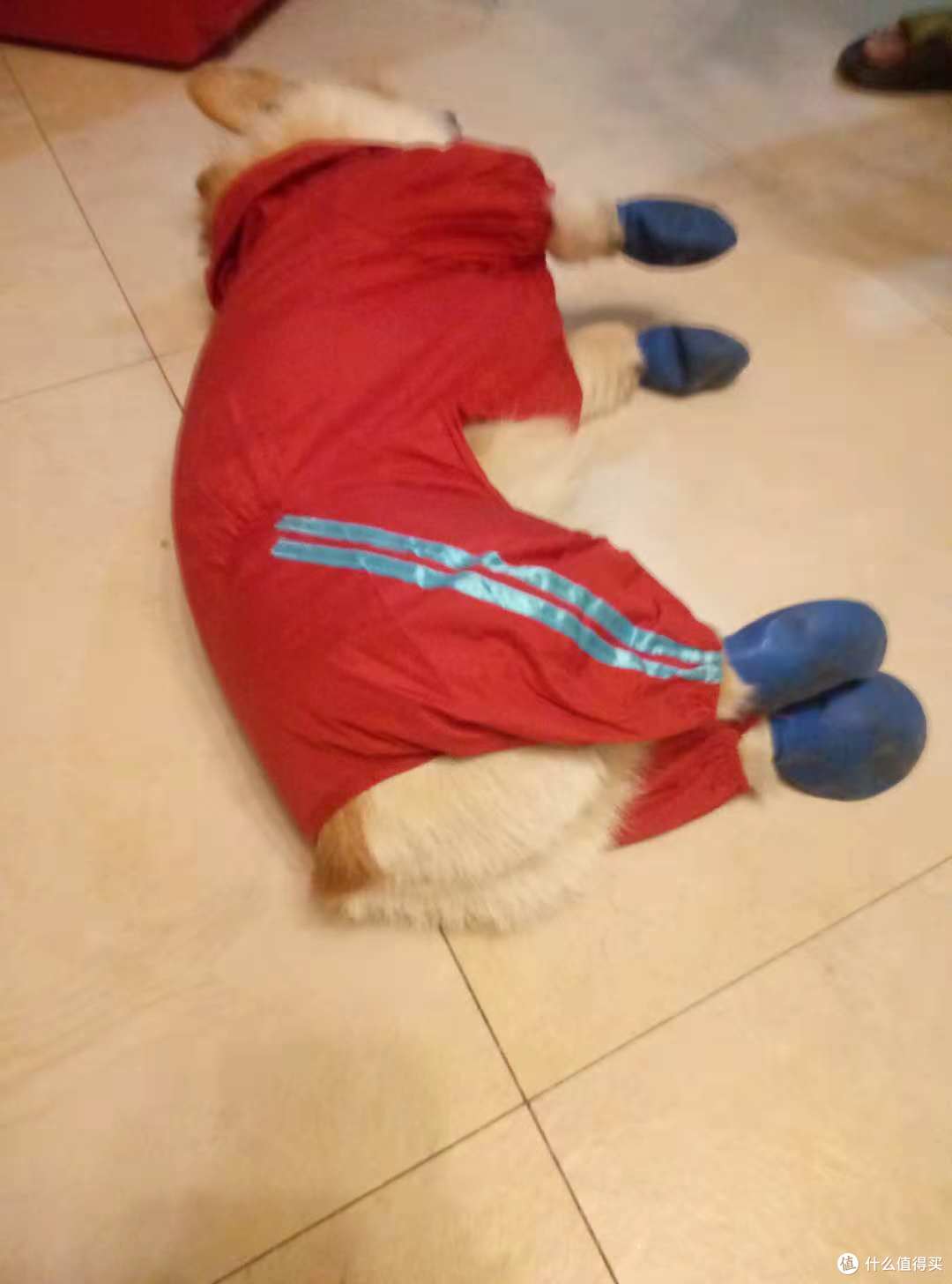 双十一晒单第三辑:晒狗和狗子用品