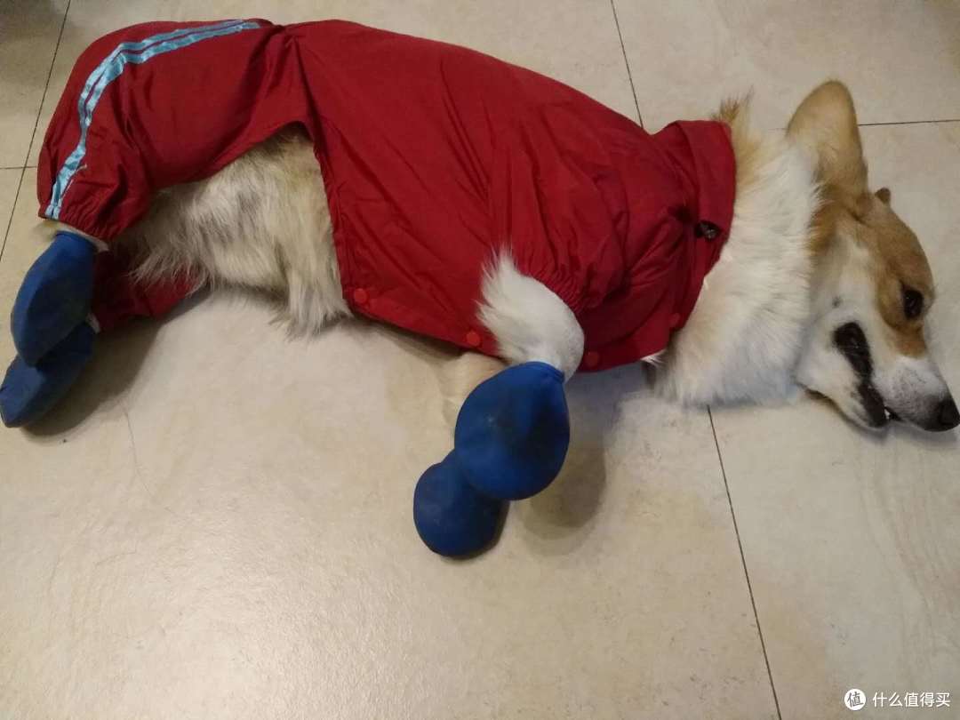 双十一晒单第三辑:晒狗和狗子用品