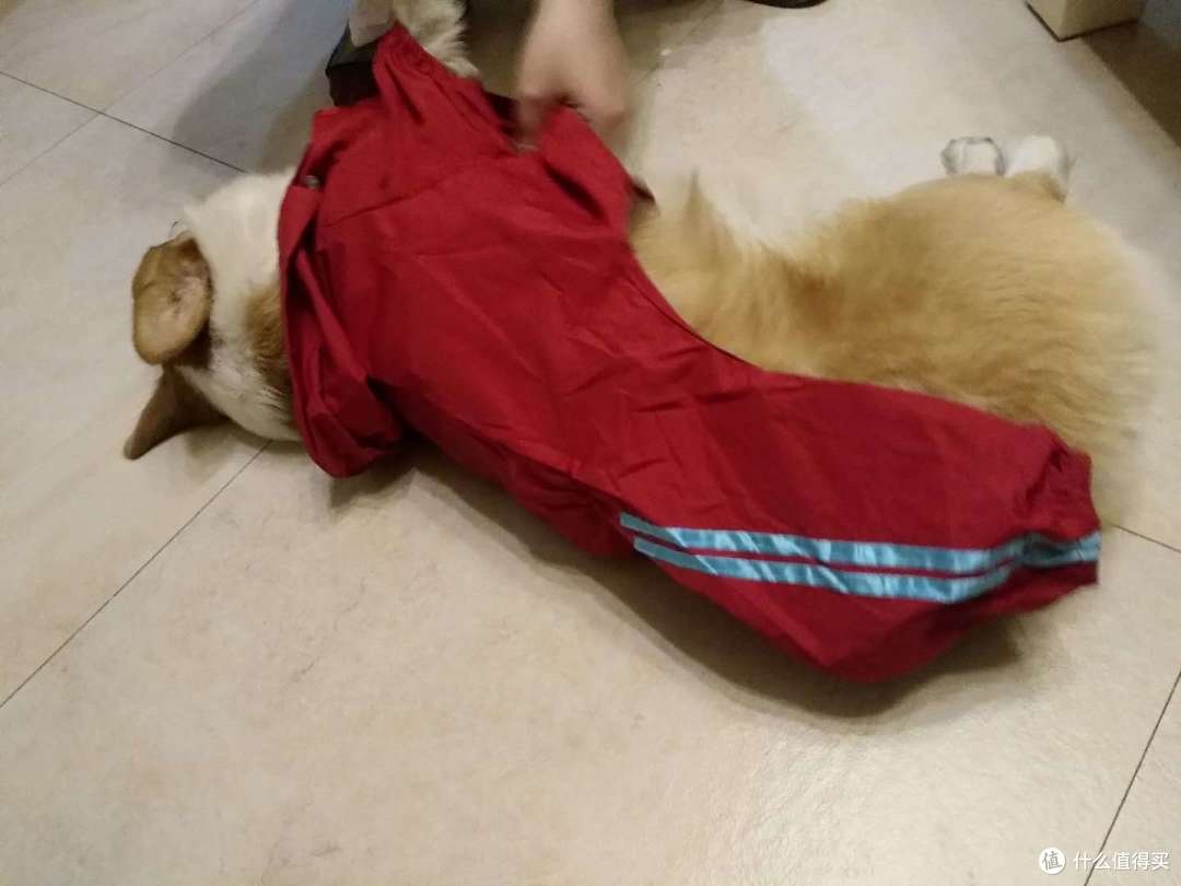 双十一晒单第三辑:晒狗和狗子用品