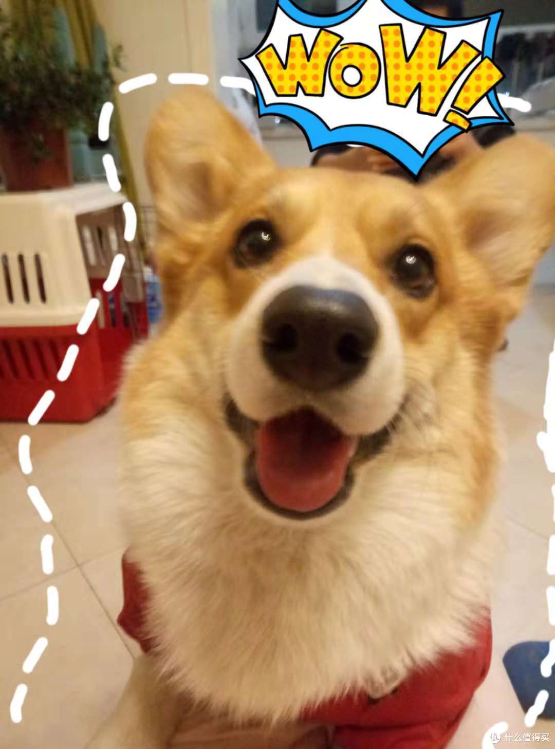 双十一晒单第三辑:晒狗和狗子用品