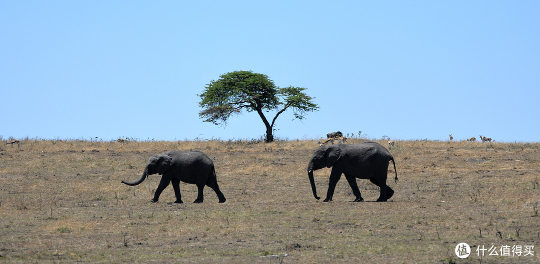 散步的非洲象