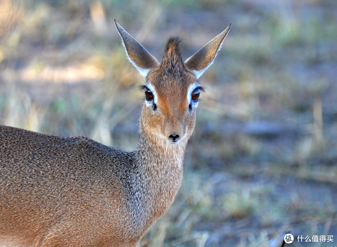 犬羚（Dik-dik）非常好看，英文是按它们发出的声响命名的