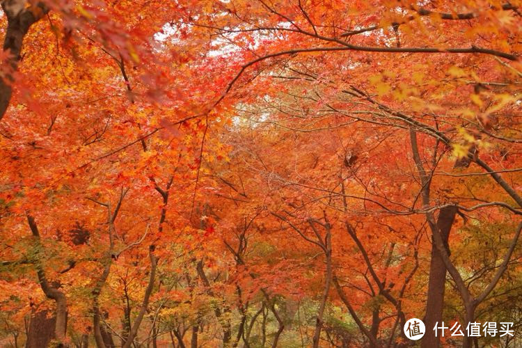 看万山红遍，层林尽染—南京秋日的美景打卡