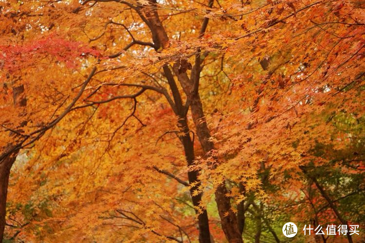 看万山红遍，层林尽染—南京秋日的美景打卡