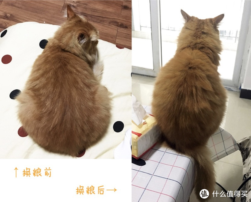 HolisticBlend活力枫叶·黑金系列深海鲜鱼猫粮和go猫粮对比评测