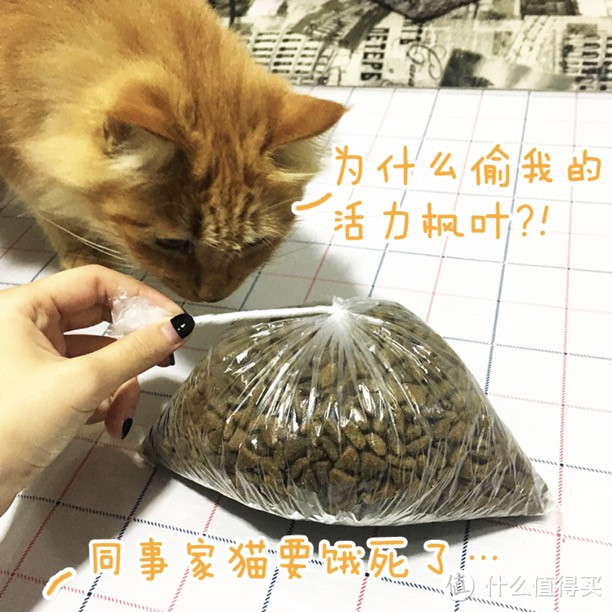 HolisticBlend活力枫叶·黑金系列深海鲜鱼猫粮和go猫粮对比评测