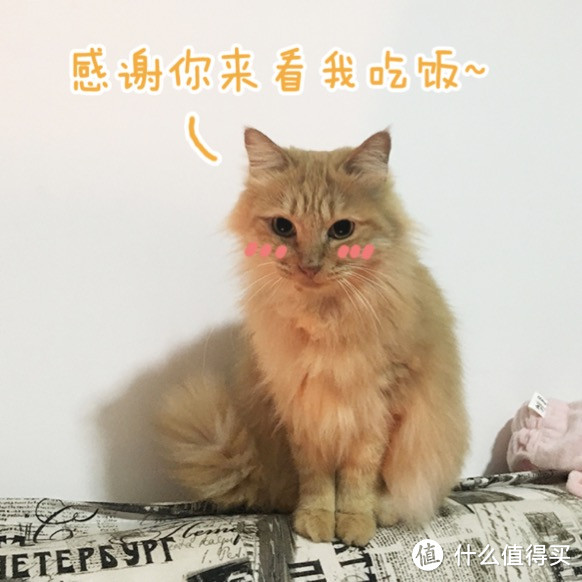 HolisticBlend活力枫叶·黑金系列深海鲜鱼猫粮和go猫粮对比评测