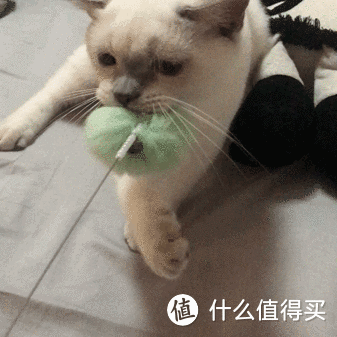 让猫咪欲罢不能的0—10元玩具