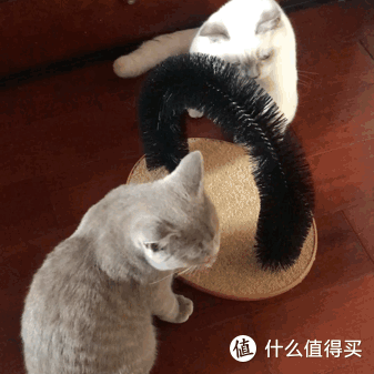 让猫咪欲罢不能的0—10元玩具
