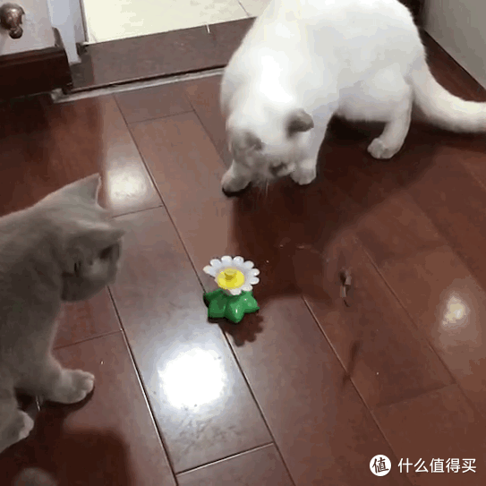 让猫咪欲罢不能的0—10元玩具