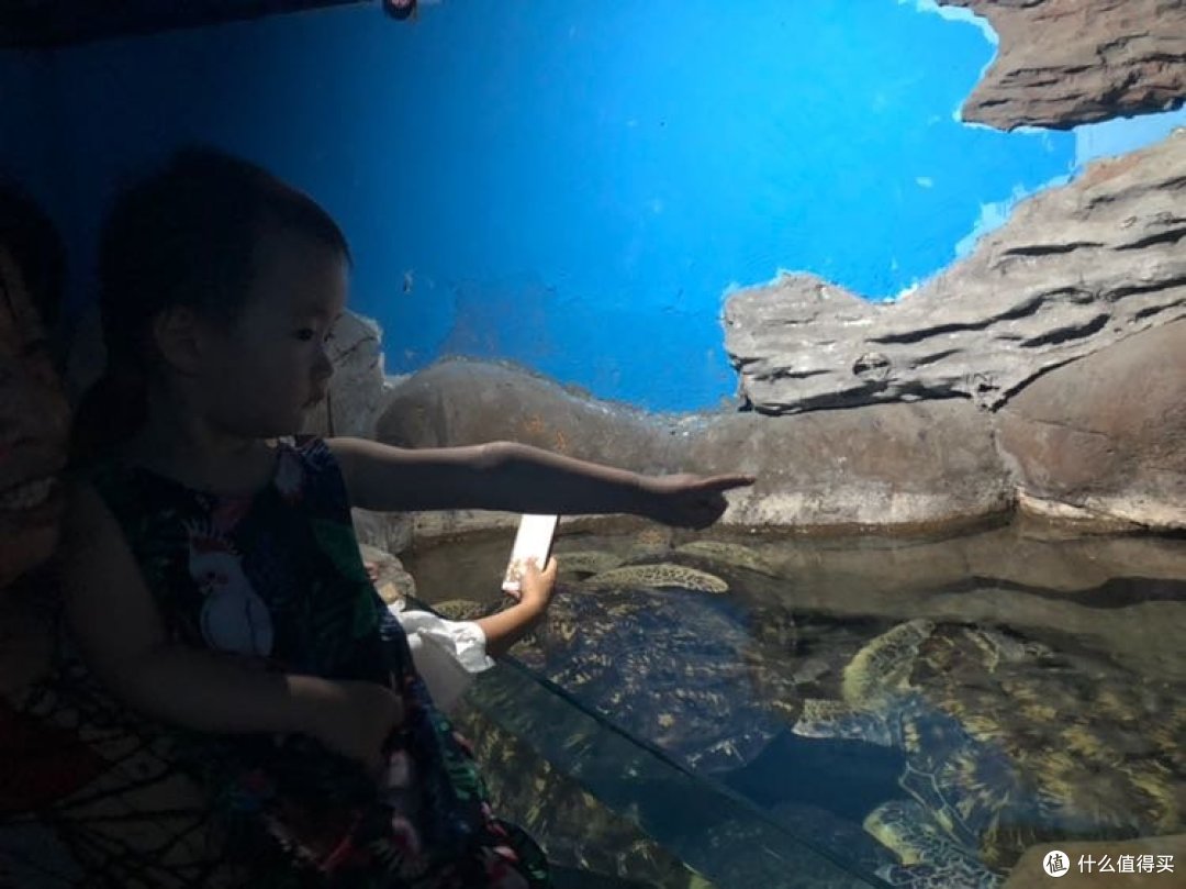 海龟真的很大呀