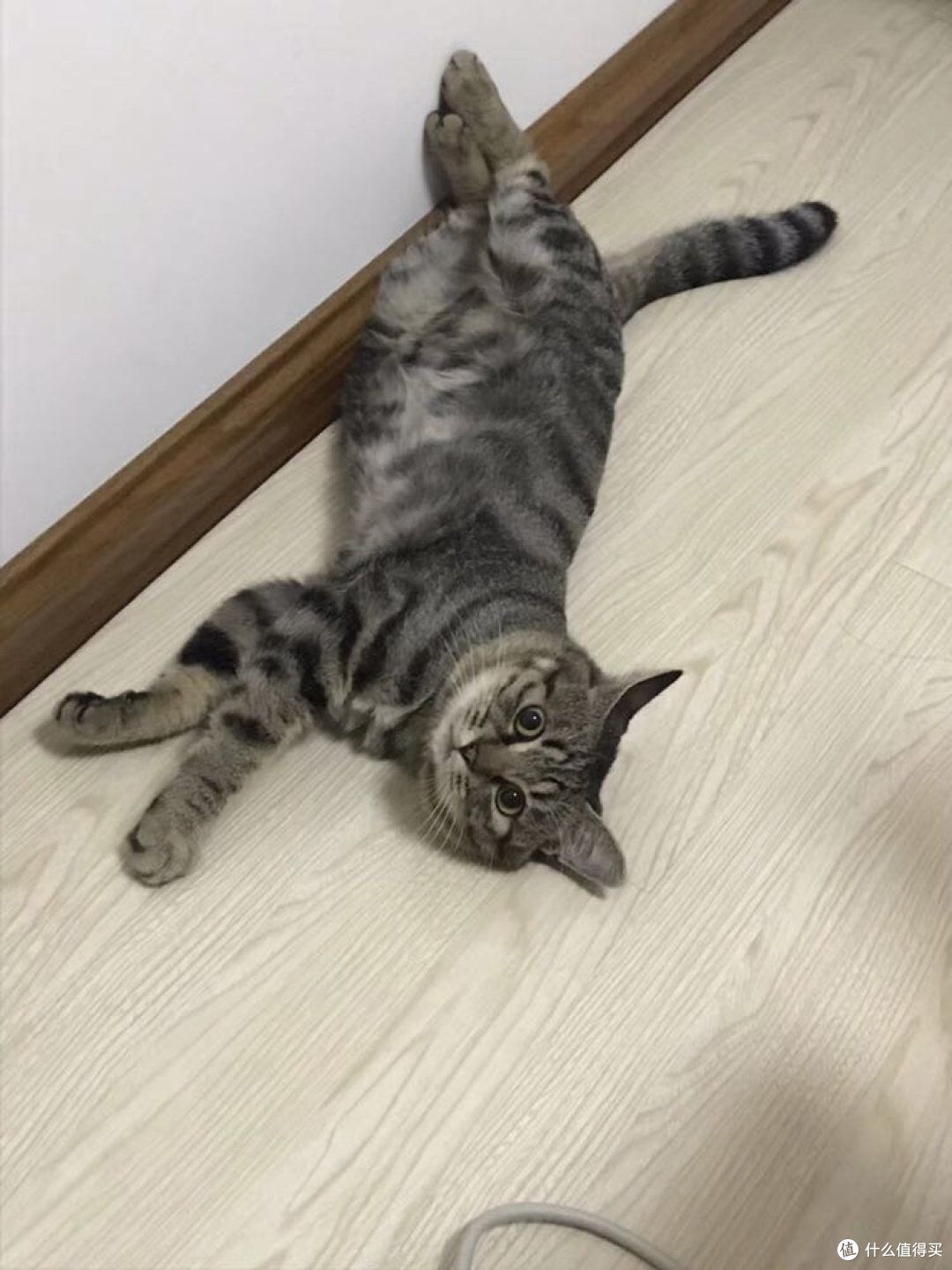 双11入手 戴森V7 trifgger吸猫毛体验