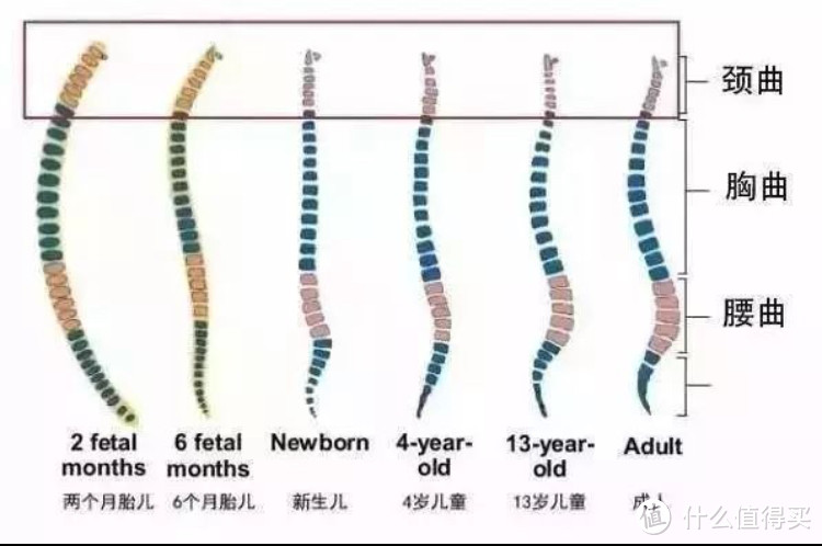 最小测评者来袭~网红定型枕塑造宝宝圆头？