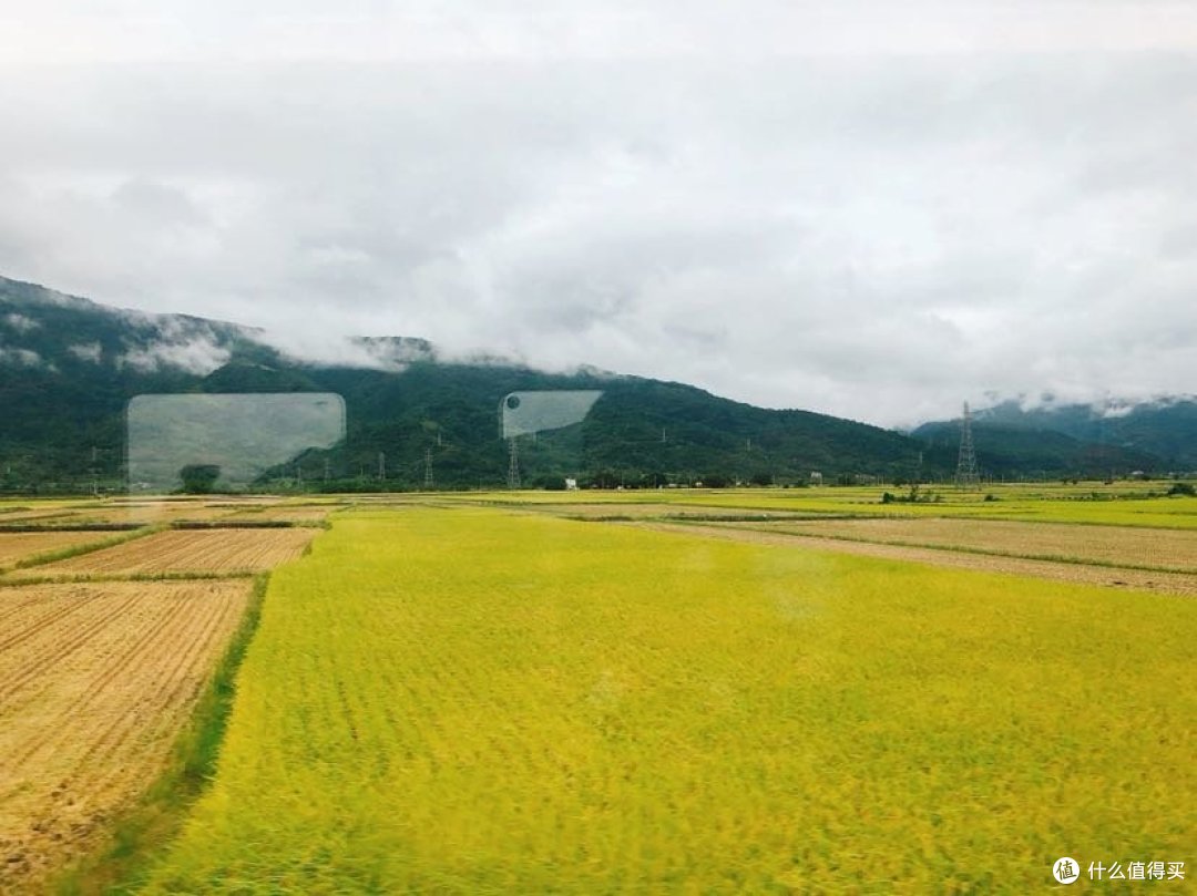 稻田