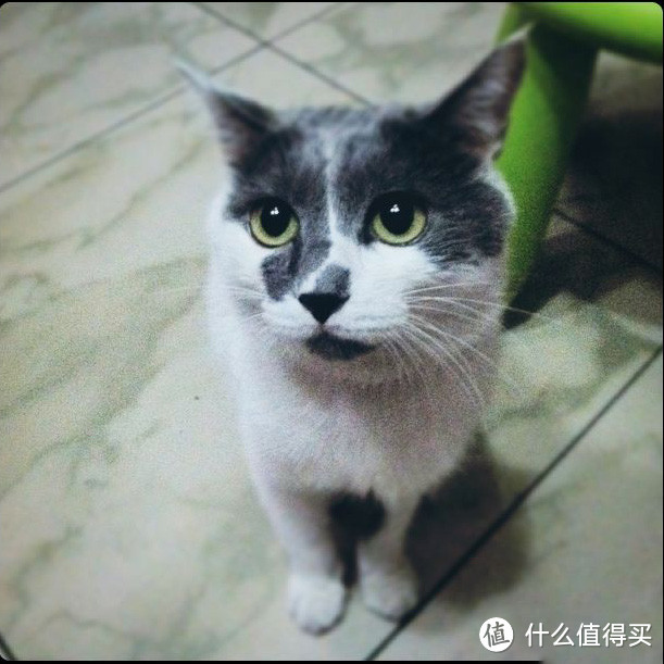 虽然不懂怎么养猫，但是我家主子高寿啊~！