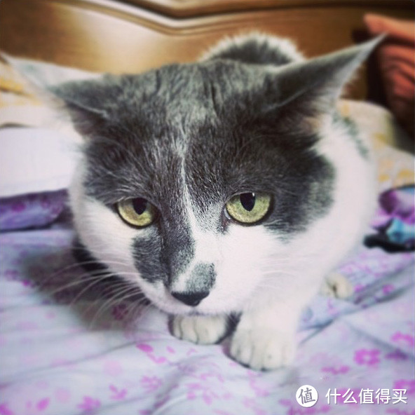 虽然不懂怎么养猫，但是我家主子高寿啊~！