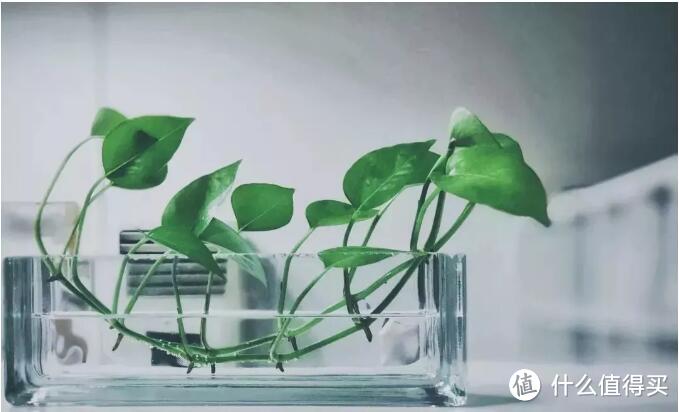 打造阳台花园的几个小妙招,喜欢的可以收藏了!