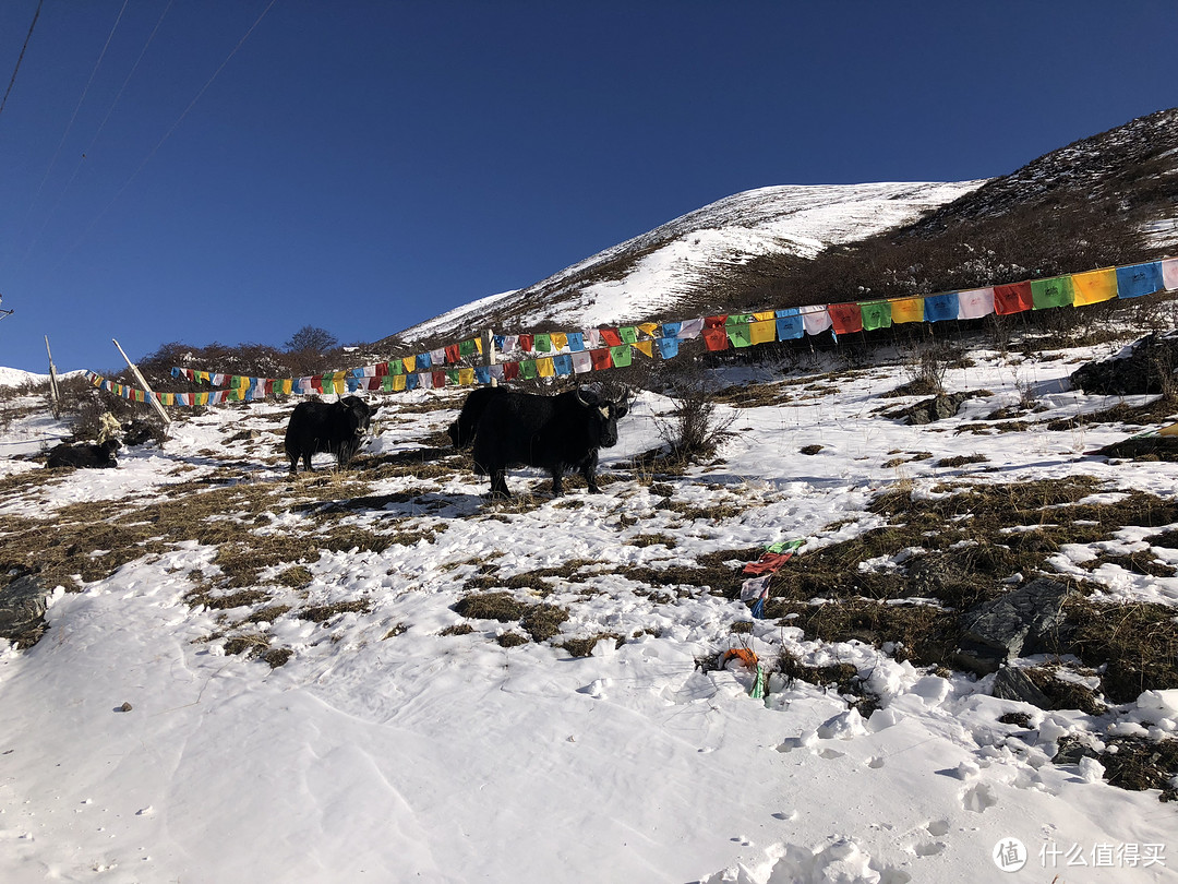 2018年川西寻秋之旅