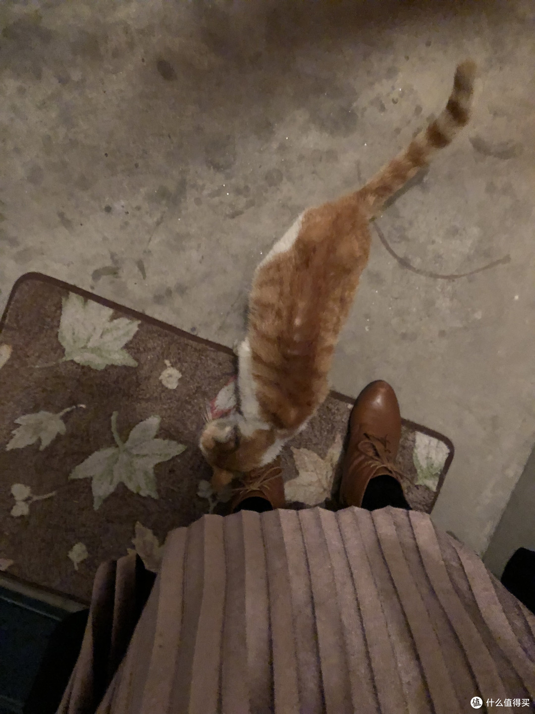 只要有人多一点爱,曾经的流浪猫华丽转身为高冷主子