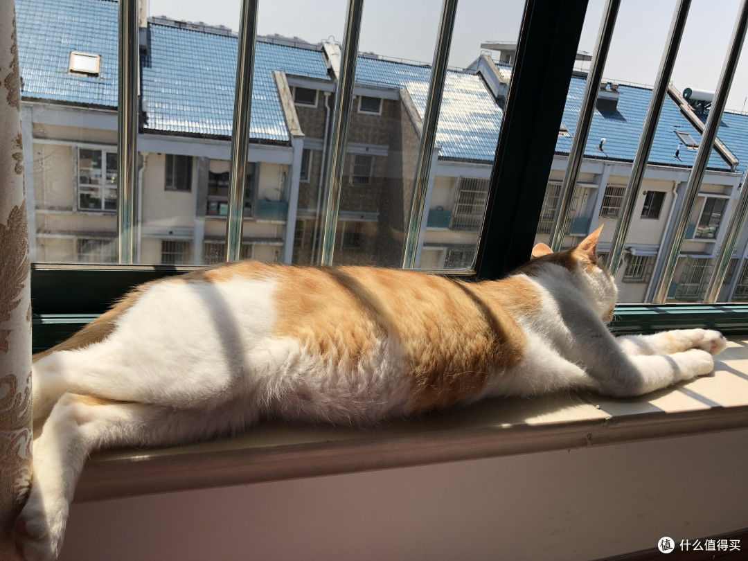 只要有人多一点爱,曾经的流浪猫华丽转身为高冷主子