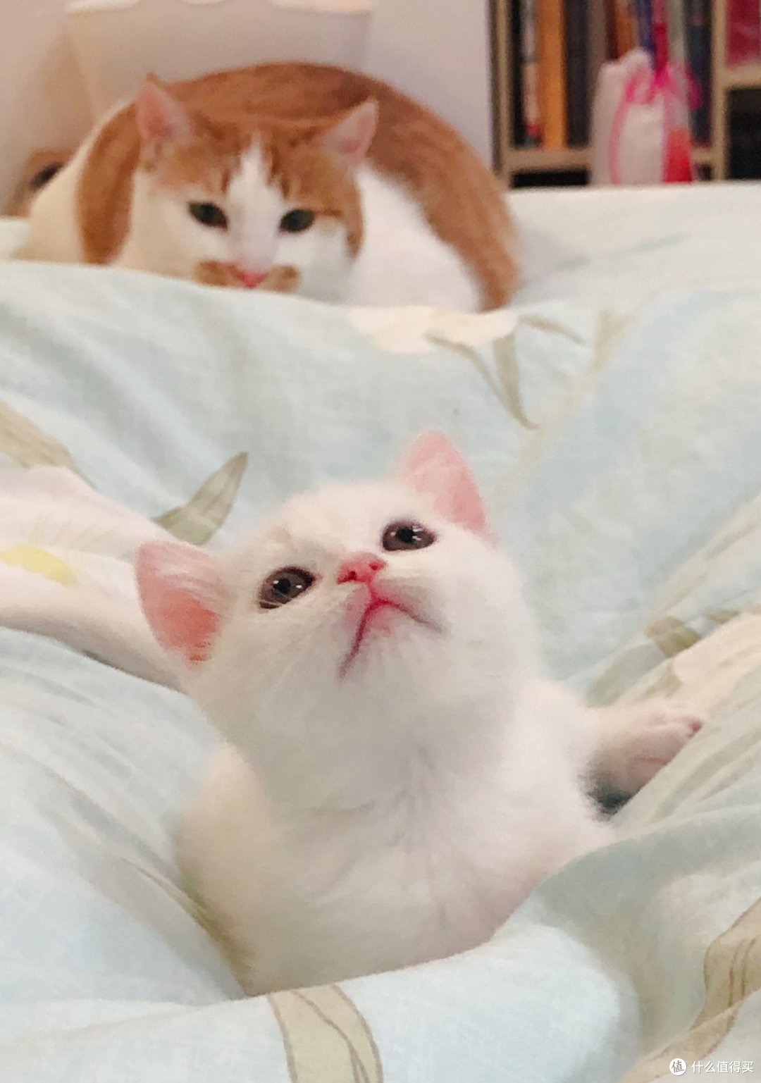 只要有人多一点爱,曾经的流浪猫华丽转身为高冷主子
