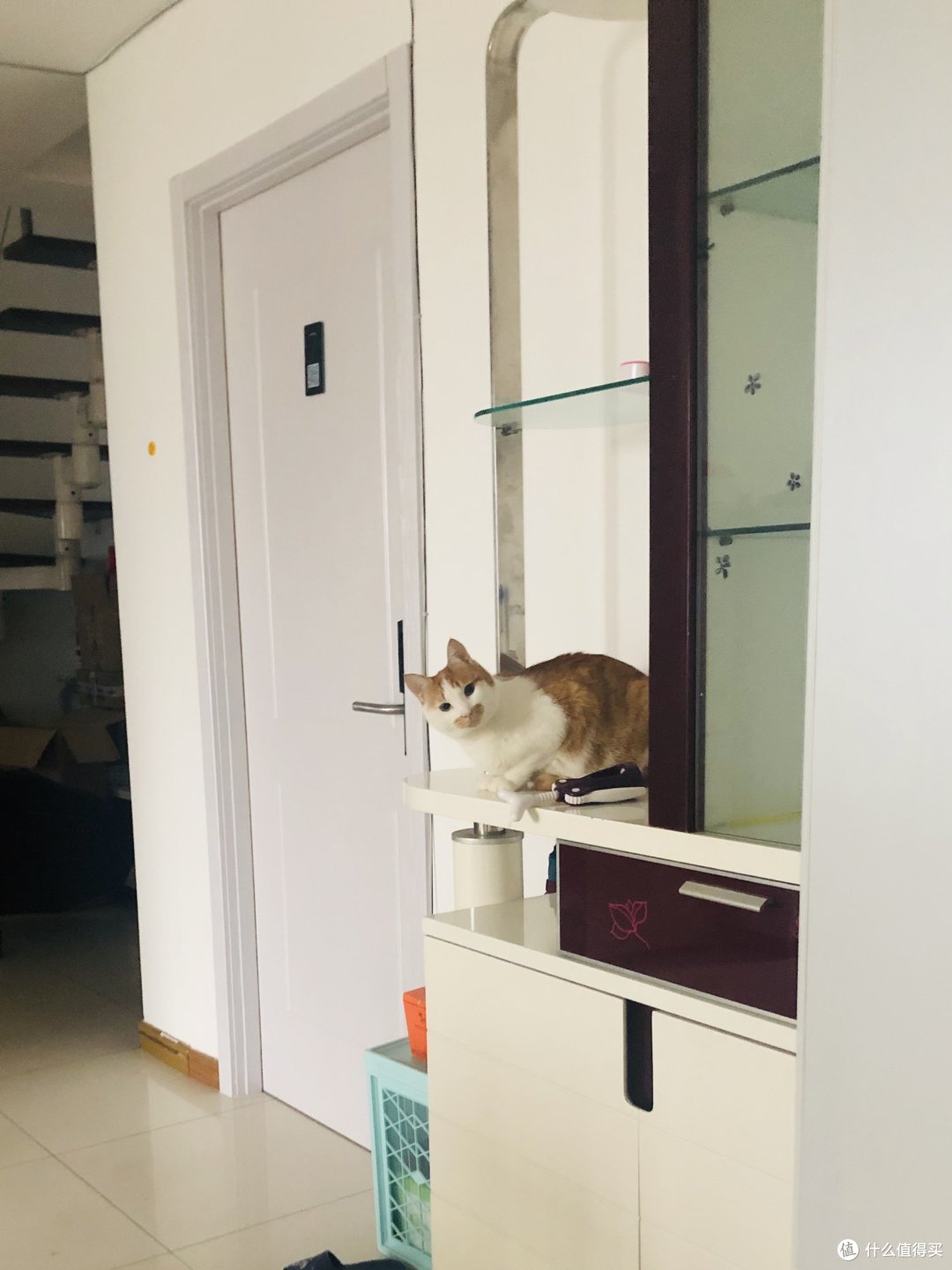 只要有人多一点爱,曾经的流浪猫华丽转身为高冷主子