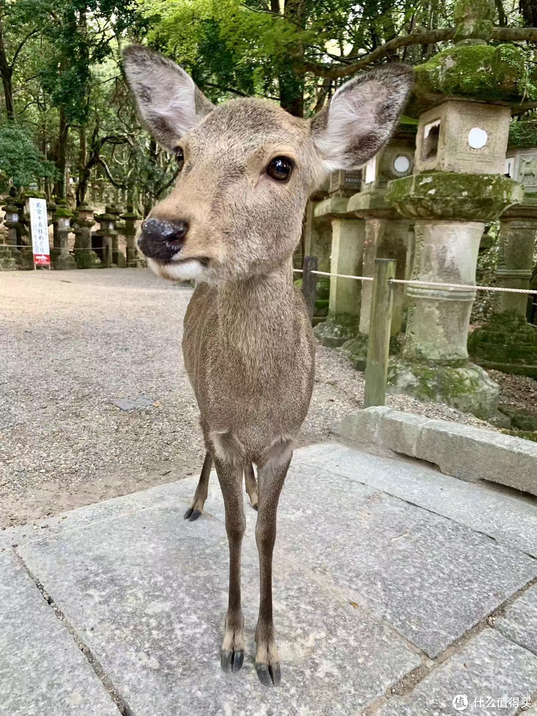 随处可见奈良小鹿