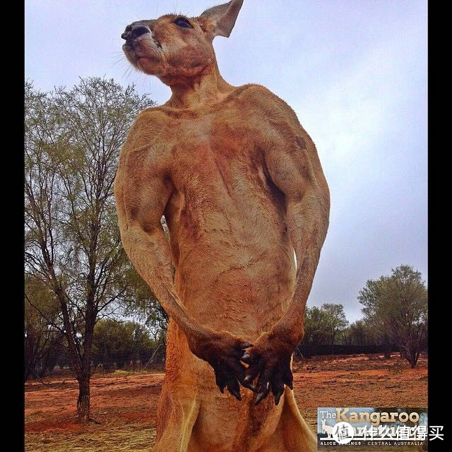 rip筋肉袋鼠roger