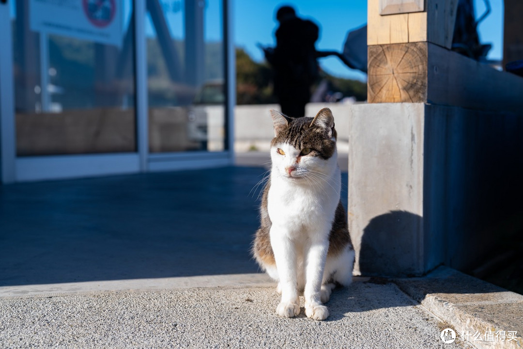 石卷市猫岛一日游（大量猫图）