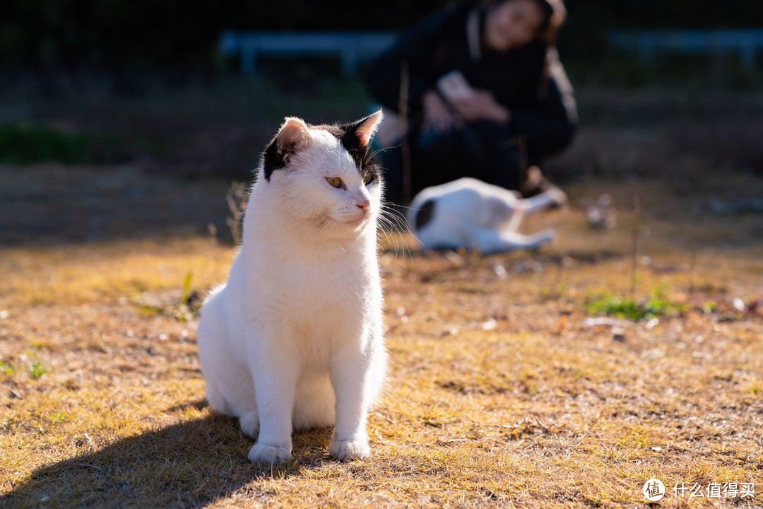 石卷市猫岛一日游（大量猫图）