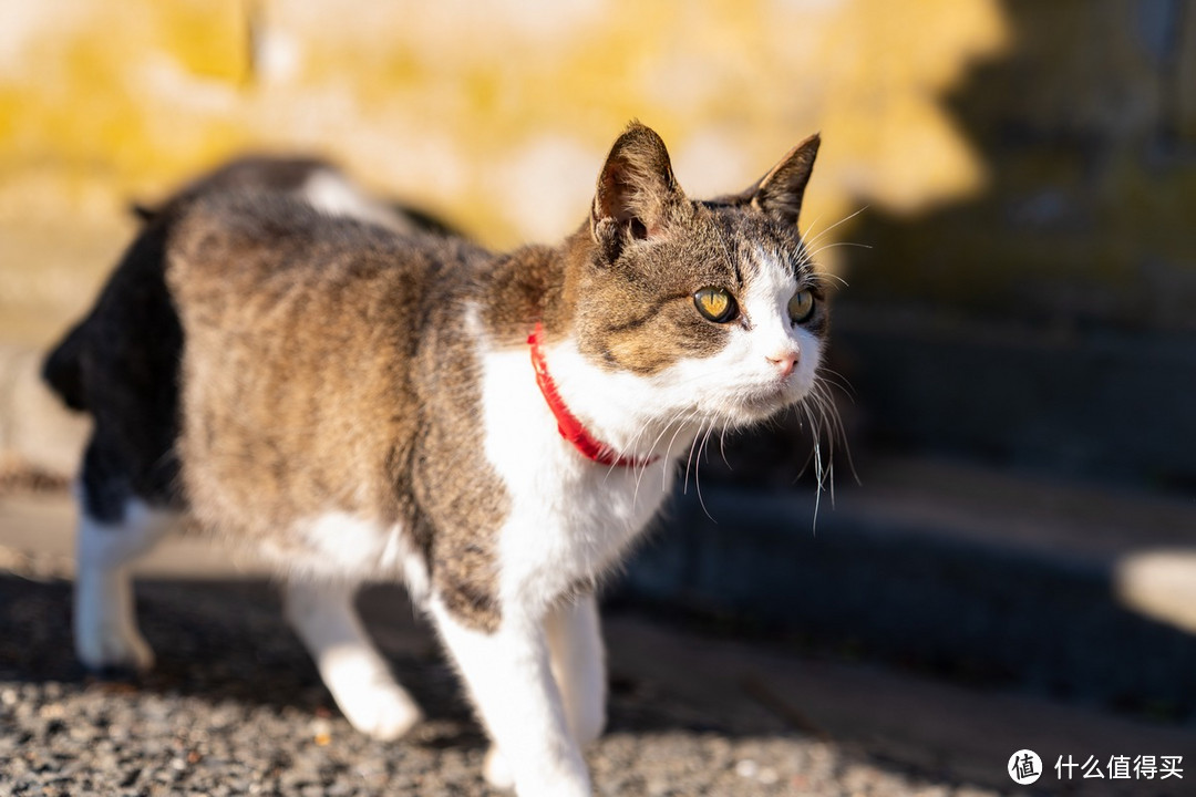 石卷市猫岛一日游（大量猫图）