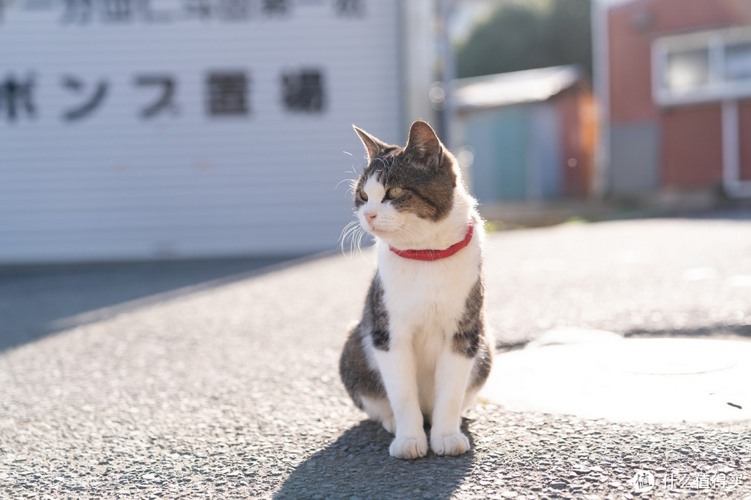 石卷市猫岛一日游（大量猫图）