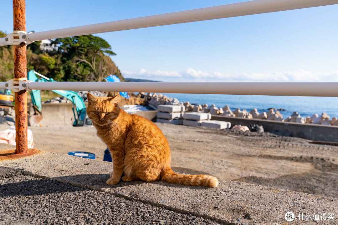 石卷市猫岛一日游（大量猫图）